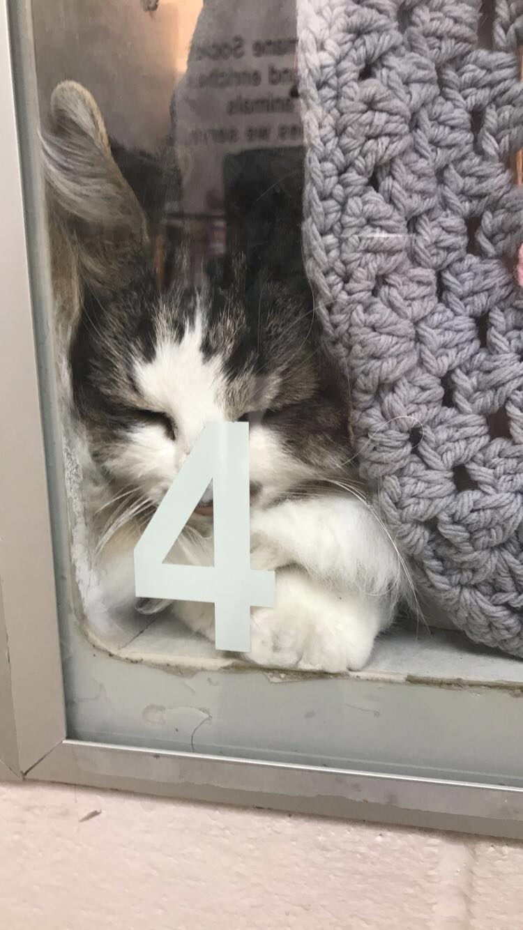 Kitten Smushed Against the Glass